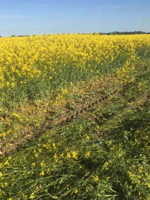 Canola hay, Western Victoria