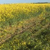 Canola hay, Western Victoria