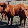 Quiet Red Angus Heifers Ready to join.