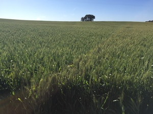 Barley Hay New Season