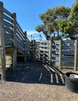 Cattle Yards and Crush