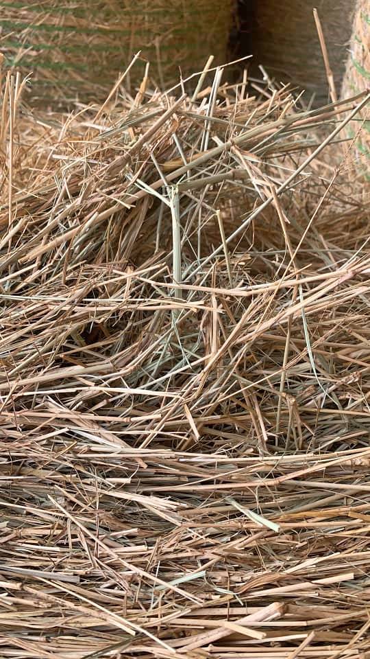 4X3 ROUNDS RHODES GRASS