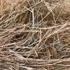4X3 ROUNDS RHODES GRASS