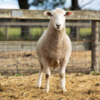 Under Auction - Lot 2 Highlander Ram 190913 (DLE Ram Auction A100 - 10th Sept via Auctionsplus) 