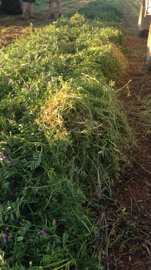  Vetch Seed West Wyalong 
