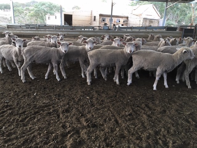 200 mixed sex composite lambs