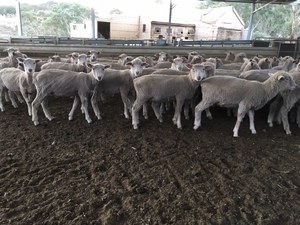 200 mixed sex composite lambs