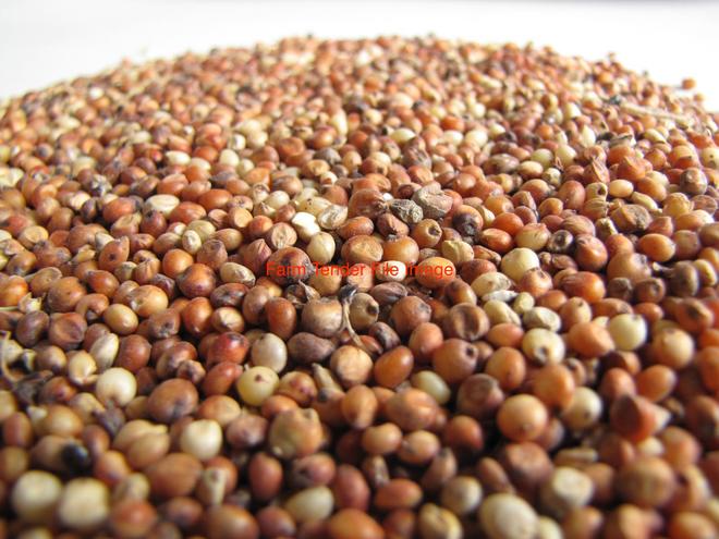 Feed Sorghum  100 mt in 1 mt bulka Bags