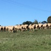 Prime Crossbreed Ewes Merino X Suffolk Station Mated 2nd Lambing Quality Breeding Ewes