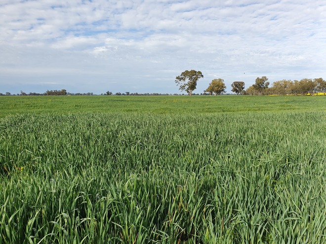 Oats and Vetch available for silage or hay