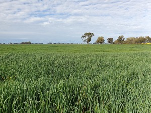 Oats and Vetch available for silage or hay