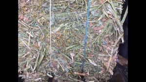 canola hay shedded 8x4x3