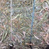 canola hay shedded 8x4x3