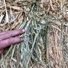 ❗️REDUCED❗️OATEN HAY with rye grass; Shedded 8x4x3 big squares; $160 PER TONNE