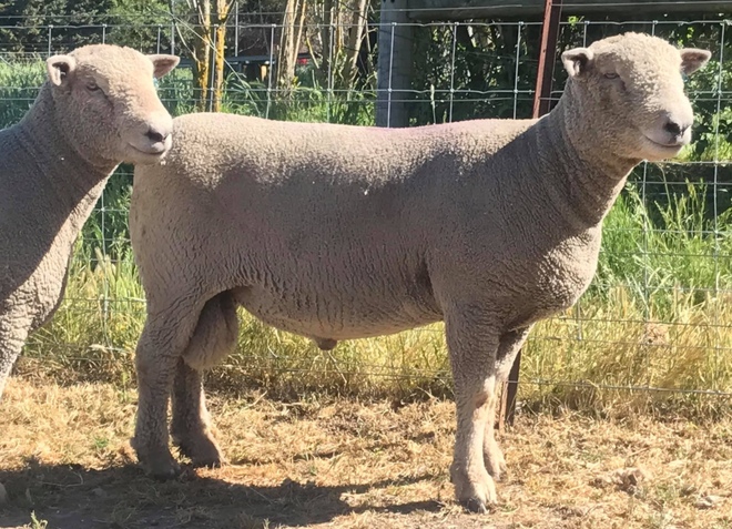 SOUTHDOWN RAMS and Ewes,Top quality & Bloodlines