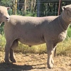 SOUTHDOWN RAMS and Ewes,Top quality & Bloodlines