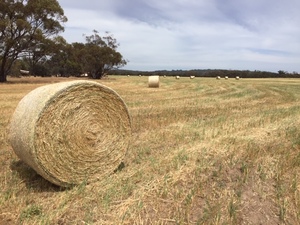 Large Round Net Wrapped Oaten Hay 