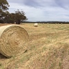 Large Round Net Wrapped Oaten Hay 
