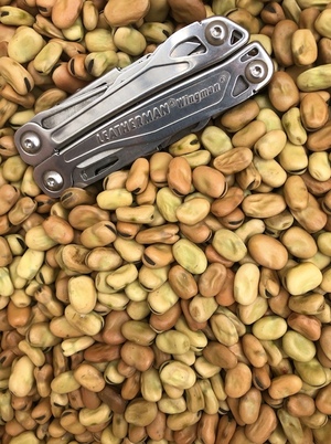 Faba Bean Seed