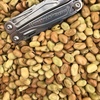 Faba Bean Seed