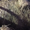 oaten/clover hay