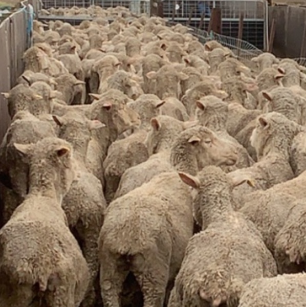 Merino Ewes
