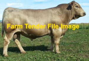 WANTED Murray Grey Bull suited for heifers