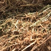 Vetch Hay Rolls For Sale