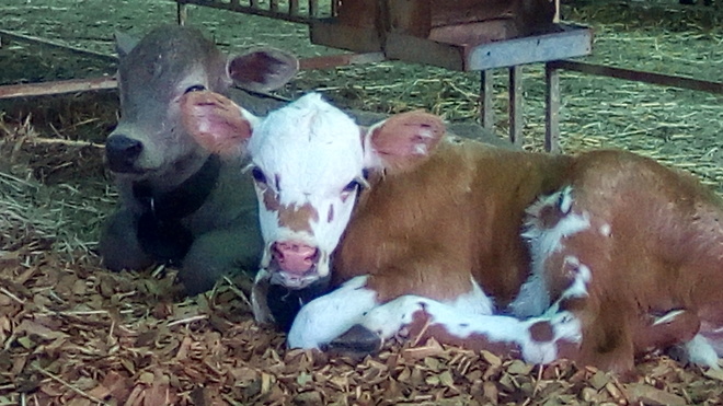 CopRice Complete Beef Cow maintenance