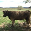 Galloway heifers ready to join