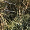 Canola Hay  2000 mt Available Now 8x4x3 HD Bales
