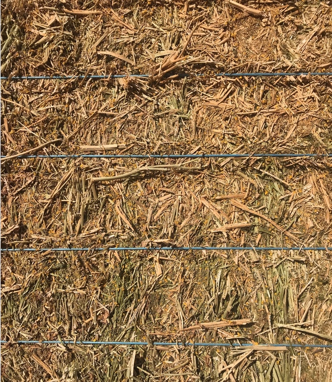 Canola Hay 8x4x3 - 600 x 640 KG Approx Bales & Shedded