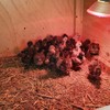 Silkie Bantam chicks