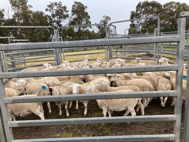 Dorper wether lambs 