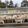 Dorper wether lambs 