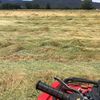 Large Round Perennial Ryegrass 2020 season
