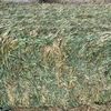Mobey Barley Hay