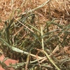 150 x Oaten/Rye hay 5x4 rolls 