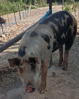 Berkshire Boar for sale
