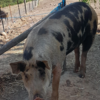 Berkshire Boar for sale