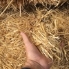 Barley Straw - Header Trail 8x4x4 
