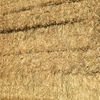 Oaten hay large squares