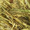 45mt Wheaten Hay 575 kg 8x4x3 Bales