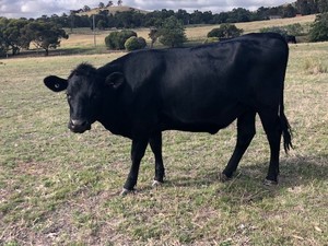 Good fatten opportunity - Angus Friesian Cross