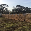 Grass Hay Round Bales 