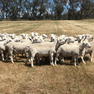 Aussie White Rams