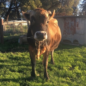 2 YEAR OLD JERSEY BULL