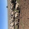 50 Composite Ewe Lambs