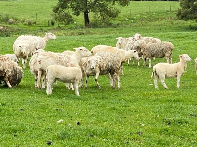 25 Dorper Ewes for sale