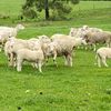 25 Dorper Ewes for sale